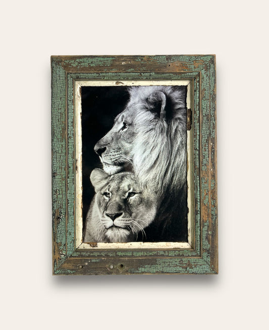 Portrait lions