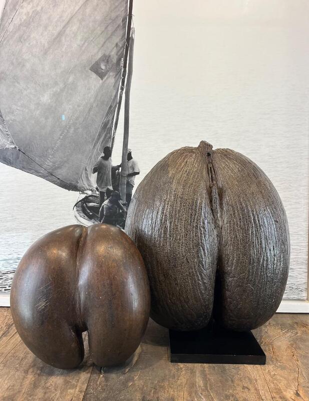 Coco de mer - Coco fesses Lodoicea callipyge