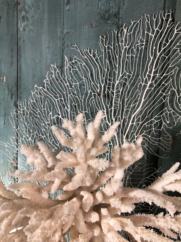 Decoration Gorgone & Corail .Objet decoration intérieur . Cabinet de curiosité